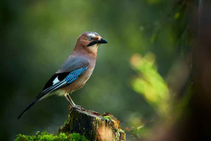 Eurasian jay